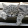 Cats 26
