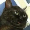 Gatos e Cachorros 26