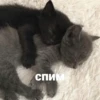 catsaandlove 27