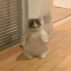Cats 27