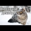 Cats 26