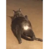 Not So Polite Cats 24