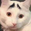 Cats 26