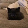 Cat 26
