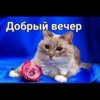 Cats 27