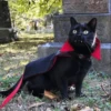 Cat 27