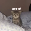 catsaandlove 28