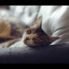 Cats 28