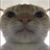 Cats 28