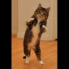 Cat's Memes 28