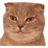 Caters Gonna Cate 25