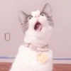 cats 28