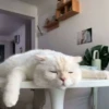 Not So Polite Cats 25