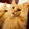 Caters Gonna Cate 26