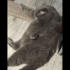 Cats 28