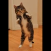 Cat's Memes 29