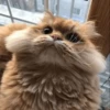 Cat 28