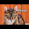 Cats 28