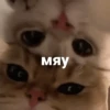 catsaandlove 29