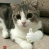 Gatos e Cachorros 28