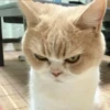 Gatos e Cachorros 29