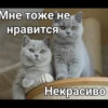 Cats 29