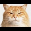 Cats 29
