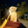 Cats 30