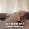 catsaandlove 30