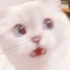 cats 29