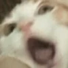 Cats 29