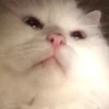 Not So Polite Cats 29