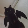 Cat 29