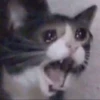 Cats 30