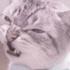 cats 30