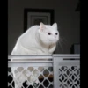 Cats 30