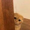 Gatos e Cachorros 30