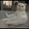 Cat's Memes 30