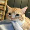 ♡Cats Cute♡ 5
