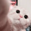 kucing soft 5