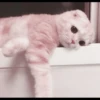kucing soft 6