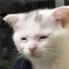 Cat’ cats 5