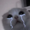Cats 6