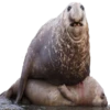 братва 6
