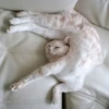cats club 5