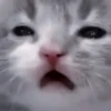 Cats 7
