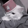 Cats 8