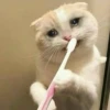 Cat’ cats 7