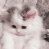 kucing soft 7
