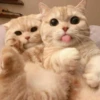 ♡Cats Cute♡ 7